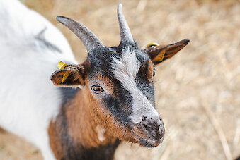 Urlaub am Ferienhof in Neureichenau